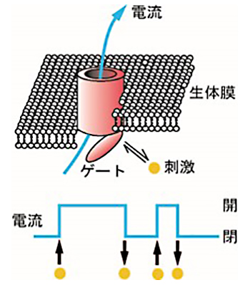 1 分子計測法によるセンサーの開発