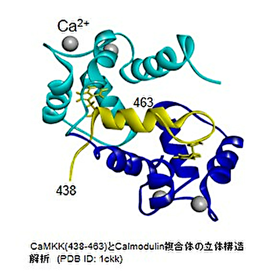 Calmodulin依存性タンパク質リン酸化酵素の構造と機能研究