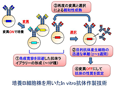 in vivo抗体産生系を模倣したin vitro抗体作製技術の開発
