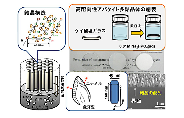 イオン置換型高配向性アパタイト多結晶体の創製