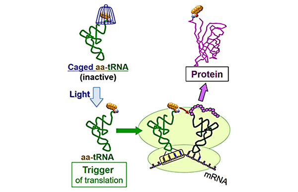 タンパク質合成を光で制御する新技術の開発