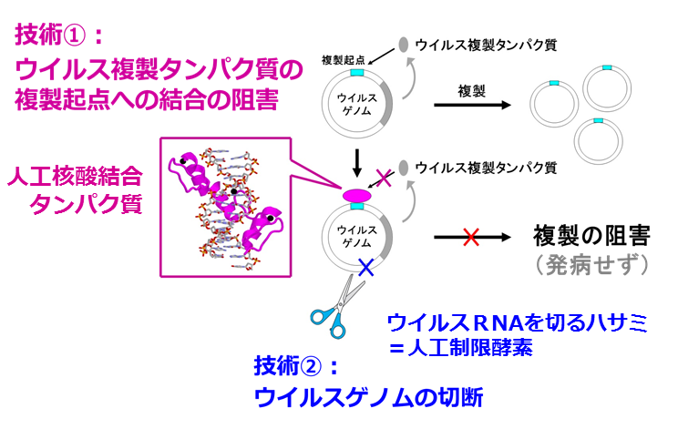 先導・ 革新的人工核酸結合タンパク質を用いたウイルス不活性化技術の確立と社会実装