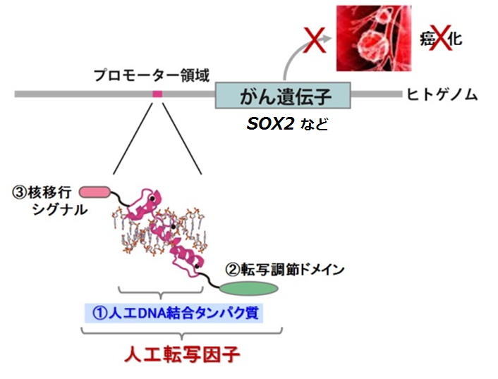 遺伝子を操作する“人工転写因子”でがんの増殖を阻害