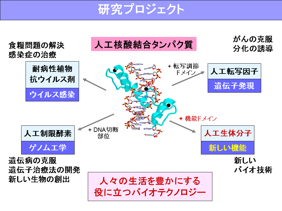 生体機能分子設計学分野