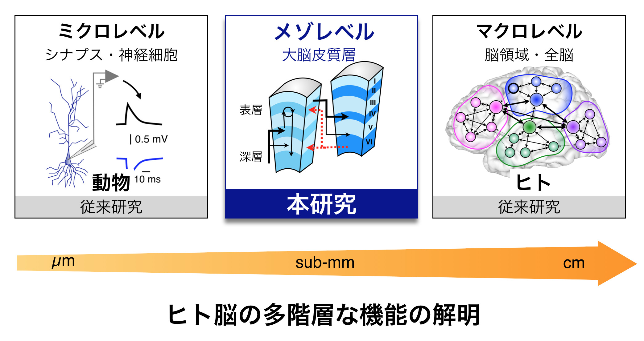 物体・素材認知機構の立体覚の観点からの解明と認知症早期診断技術への展開