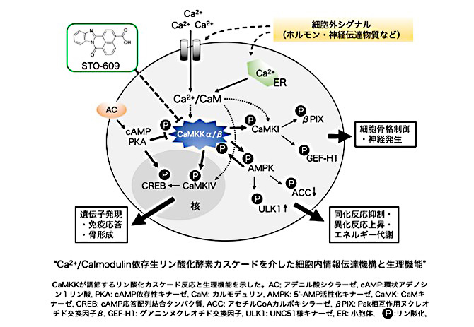 細胞機能設計学分野