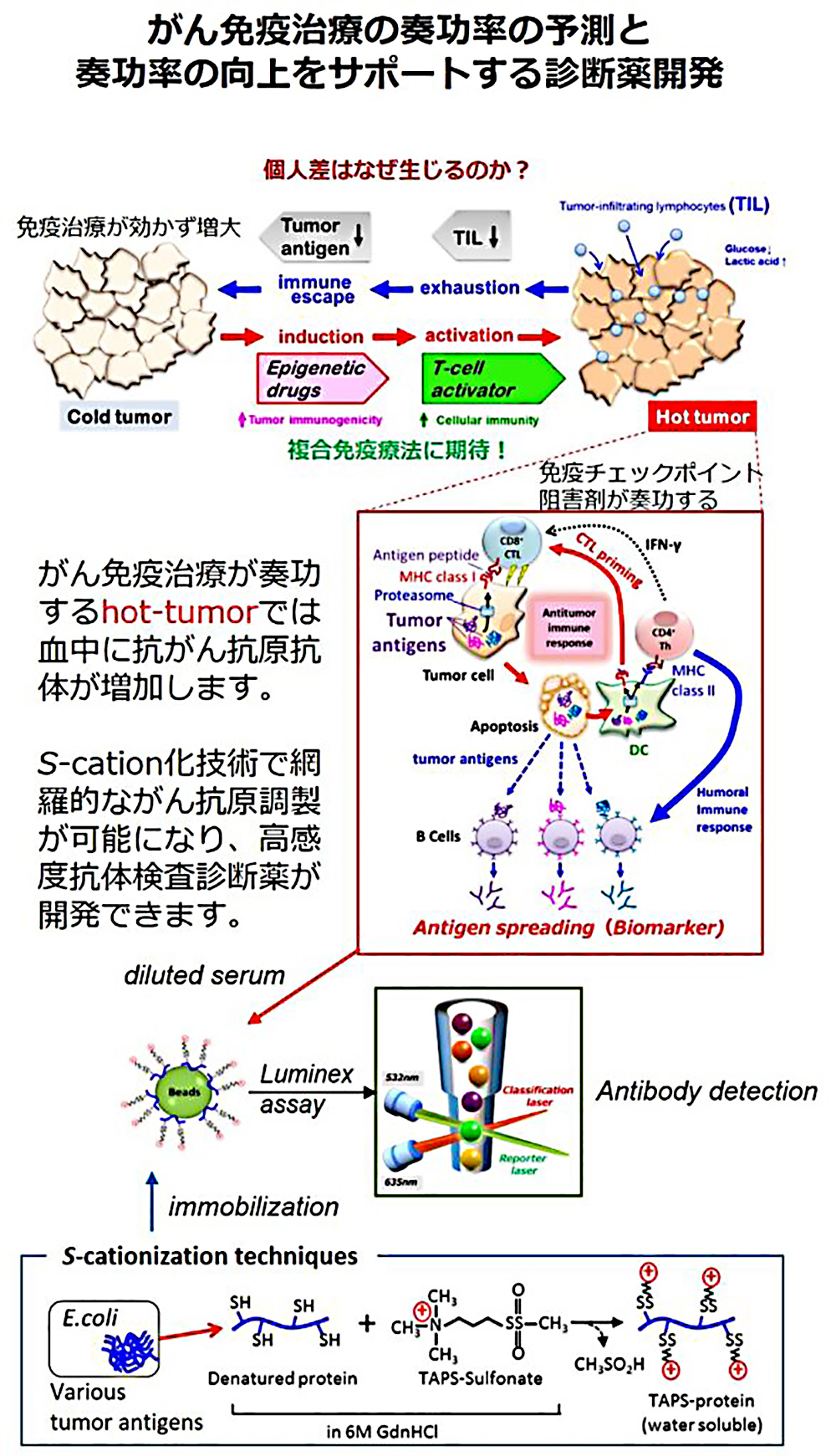 蛋白質医用工学分野