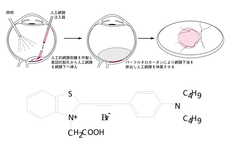 生体機能再生再建医学分野