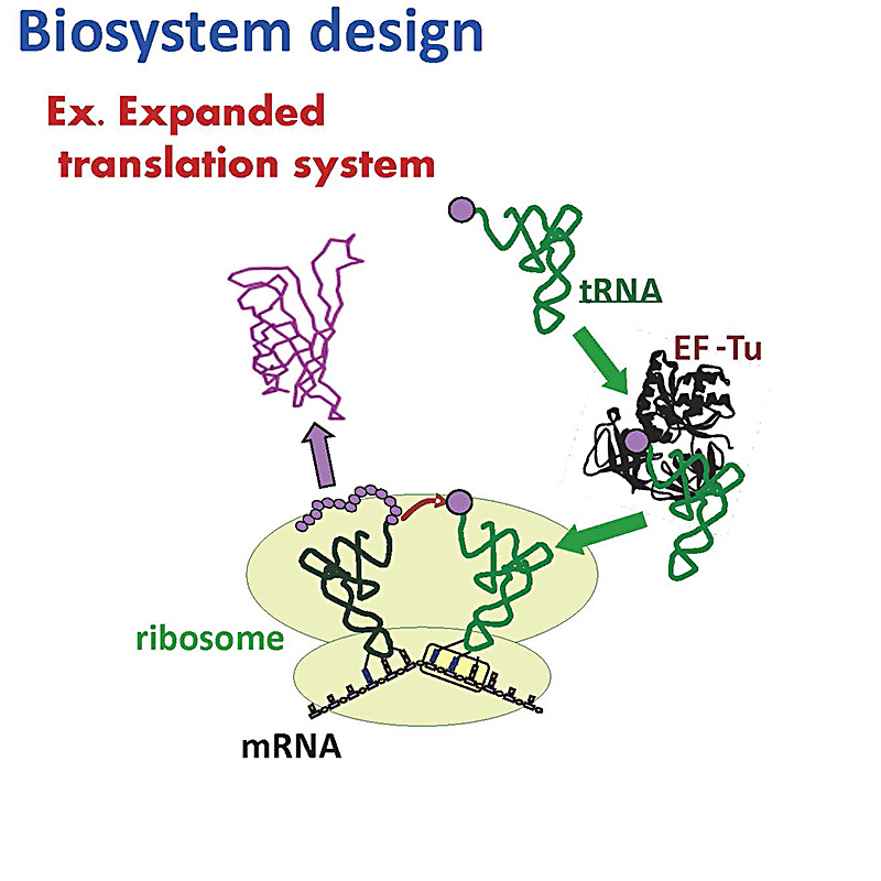 生体分子工学分野