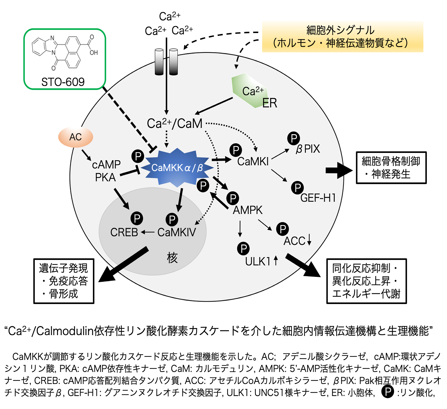 細胞機能設計学分野