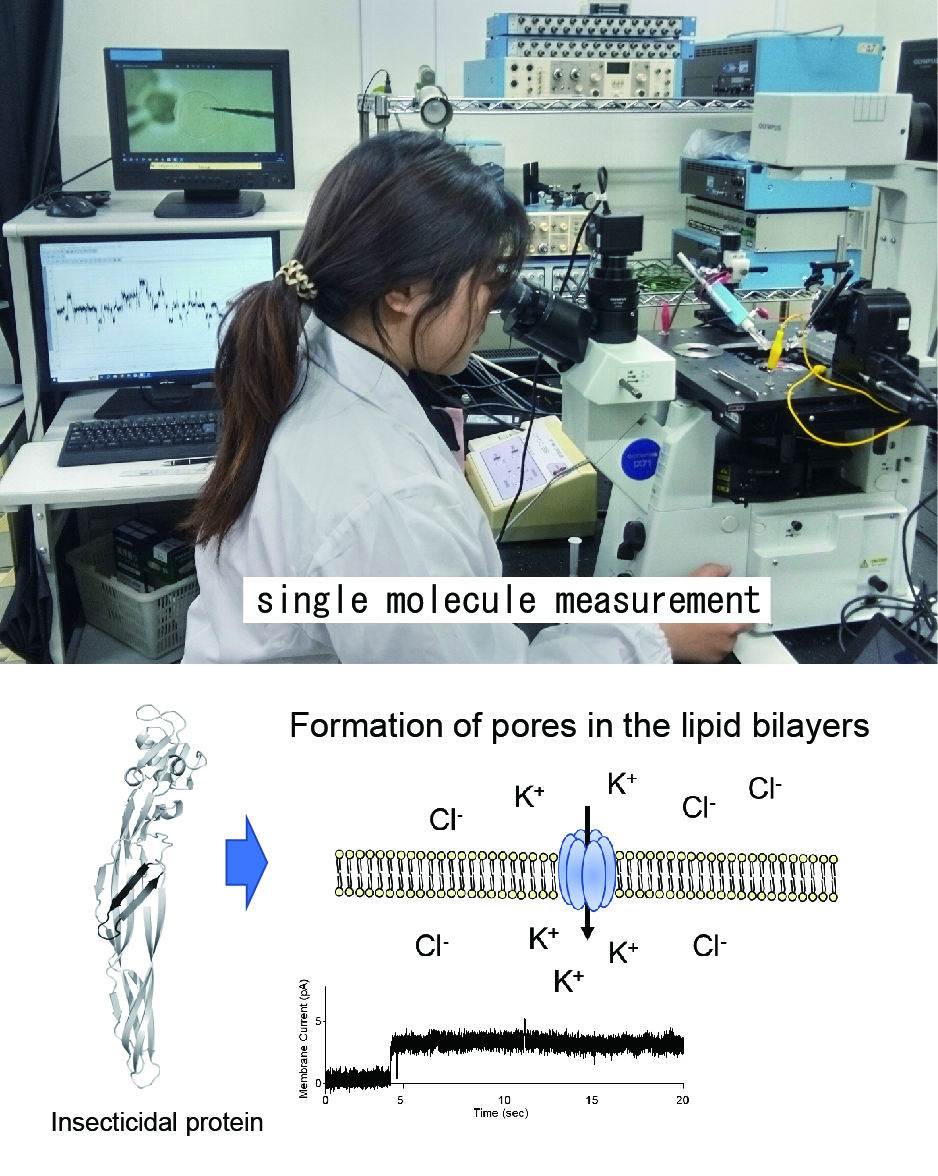 Single Molecule Biology